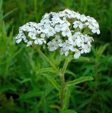 Yarrow cu arttroză